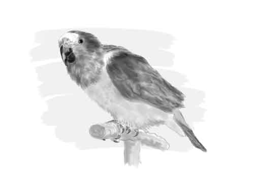 Digital Drawing: Chutney 1